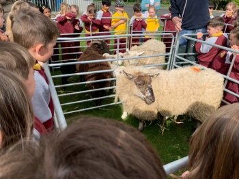 Sheep & Lambs at Killashee